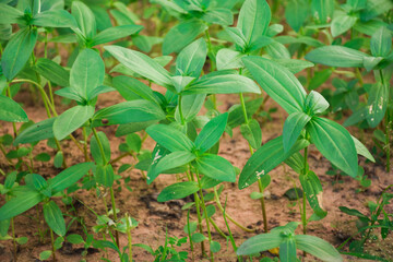 sunflower sprouts in the garden