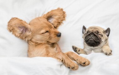 Cozy English Cocker Spaniel puppy and pug puppy sleep together on a bed at home. Top down view