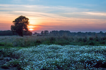 Daisy wildflower country meadow at sunset. Landscape in Norfolk UK.