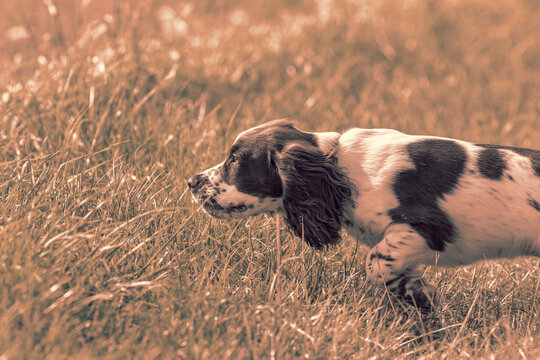 Gun dog. Spaniel puppy in typical hunting dog pose.