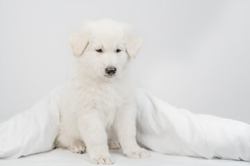 Swiss Shepherd puppy sits under white warm blanket on a bed at home. Empty space for text