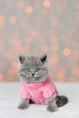 Cute kitten wearing knitted sweater sits with festive background. Empty space for text