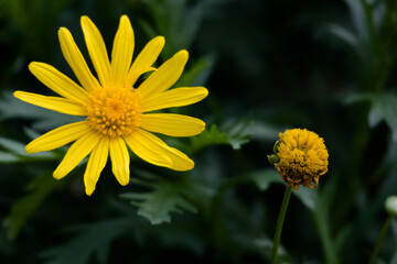 yellow flower