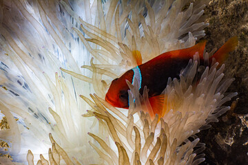 Clown fish in Indonesia