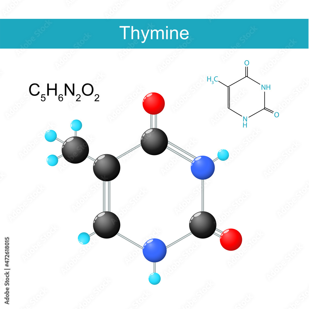 Wall mural Thymine molecular formula