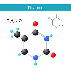 Thymine molecular formula