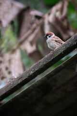 sparrow on a fence