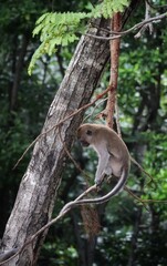 monkey in natural habitat