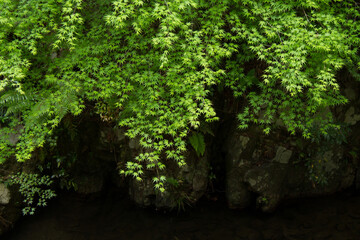 新緑の青もみじ