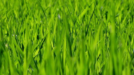 green grass background