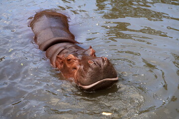 A large hypopotamus swims in the river.