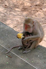 A wild monkey walks in the park and begs for food.