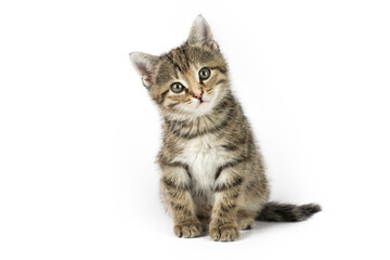 Obraz premium Funny small cute kitten on white background. with copy space