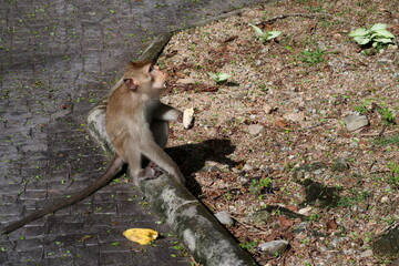 A wild monkey walks in the park and begs for food.