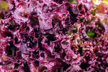 Fresh red lettuce backgrounds with water drops. Lettuce salad macro background. Selective focus.
