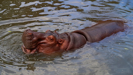 A large hypopotamus swims in the river.