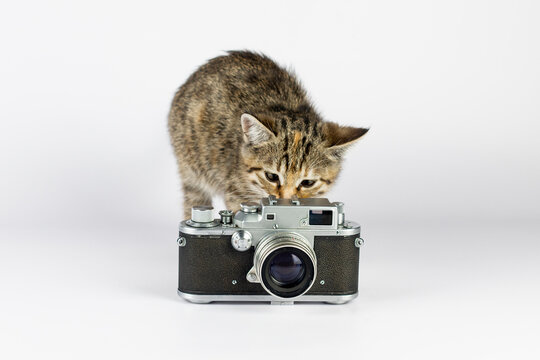 Little cute kitten with vintage photo camera on white background.