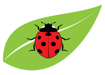vector red ladybird on a green leaf