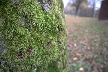 moss on the tree