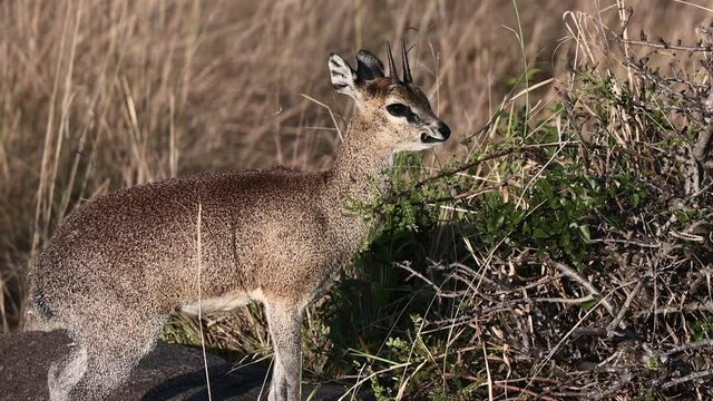 Klipspringer (Oreotragus Oreotragus) eating from a small bush around rocks.