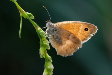 Small heath (Coenonympha pamphilus) on a plant
