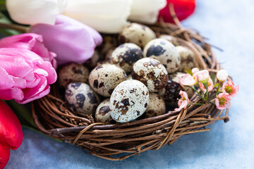 Beautiful colorful tulips with quail eggs in wreath made of twigs, blue background. Spring and Easter holiday concept.