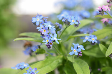 Obraz premium Vergissmeinnicht 