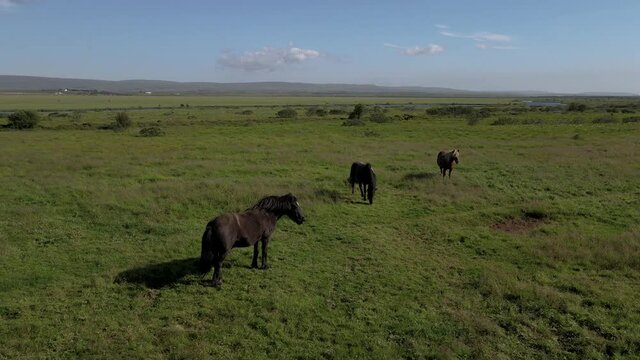 Aerial Cinematic footage of the magnificent Icelandic Horses Stallion and the baby horse Foal or filly in the Meadows of Iceland