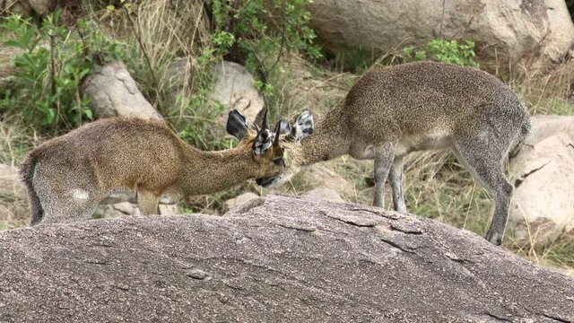 Klipspringer (Oreotragus Oreotragus) couple grooming on rocks