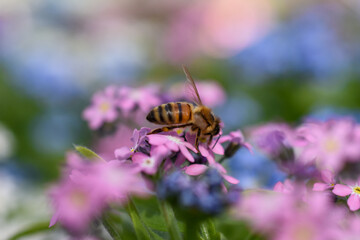 Wildbiene auf Vergissmeinnicht