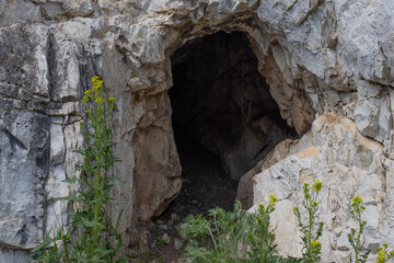 entrance to an overgrown cave