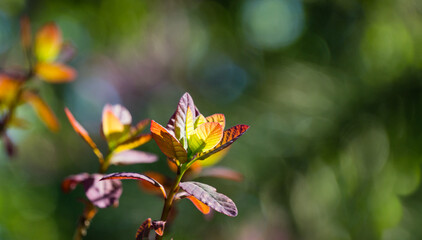 Young purple leaves of Cotinus coggygria Royal Purple (Rhus cotinus, the European smoketree) against bokeh background of blurred greenery. There is place for text. Nature concept for spring design