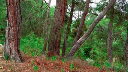 natural life and calm mood in green pine forests