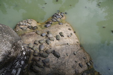 マレーシア　ペナン島　極楽寺の亀