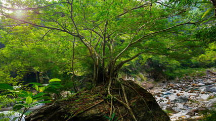 Taiwan, Hualien, Taroko, Scenic Area, Shakayu Creek, Big Tree, Boulder