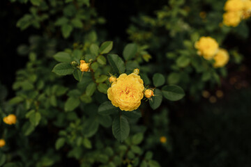 Yellow garden roses pattern close up. Beautiful yellow rose bush up against a natural background in springtime. Floral wallpaper.