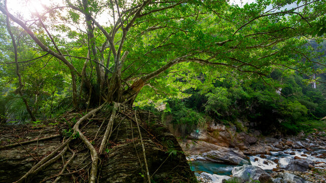 Taiwan, Hualien, Taroko, Scenic Area, Shakayu Creek, Big Tree, Boulder