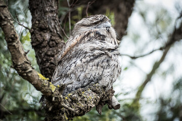 Tawny Frogmouth in Australia