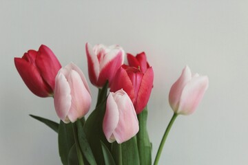 Pink and red tulips on the white background