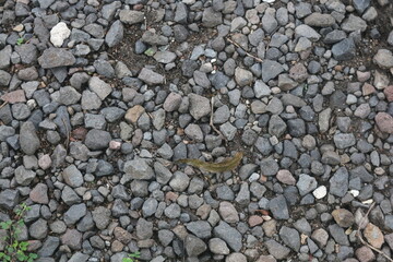 gravel that is used as a road so that it is not muddy where it is covered with plants that grow around