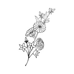 Bouquet of wild flowers of chicory, bells, dandelion. The isolated object on a white background, a linear black outline drawing.