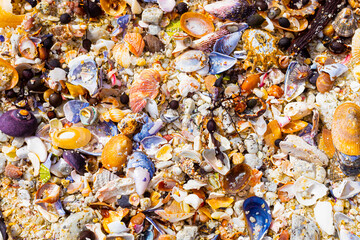 Overhead view of washed up and broken sea shells on sandy beach
