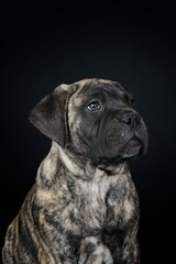  portrait of bullmastiff isolated in black background