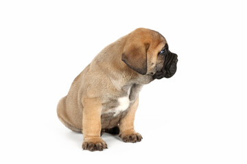 bullmastiff puppy isolated on white background 