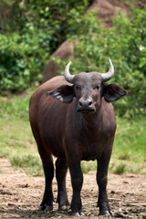 young female kaffir buffalo with a stick on her head near the kazinga channel in Uganda bordering Queen Elizabeth National Park