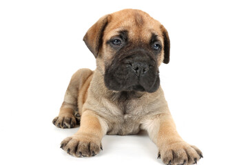 bullmastiff puppy isolated on white background 