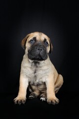 Fototapeta premium bullmastiff puppy in black background 