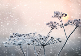 Winter flowers in hoarfrost and snow during a snowfall.
