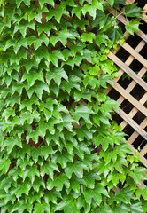 Garden trellis covered with green ivy.