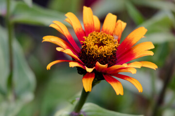 red and yellow dahlia